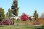 Arbor Creek Subdivision, Ann Arbor Pond